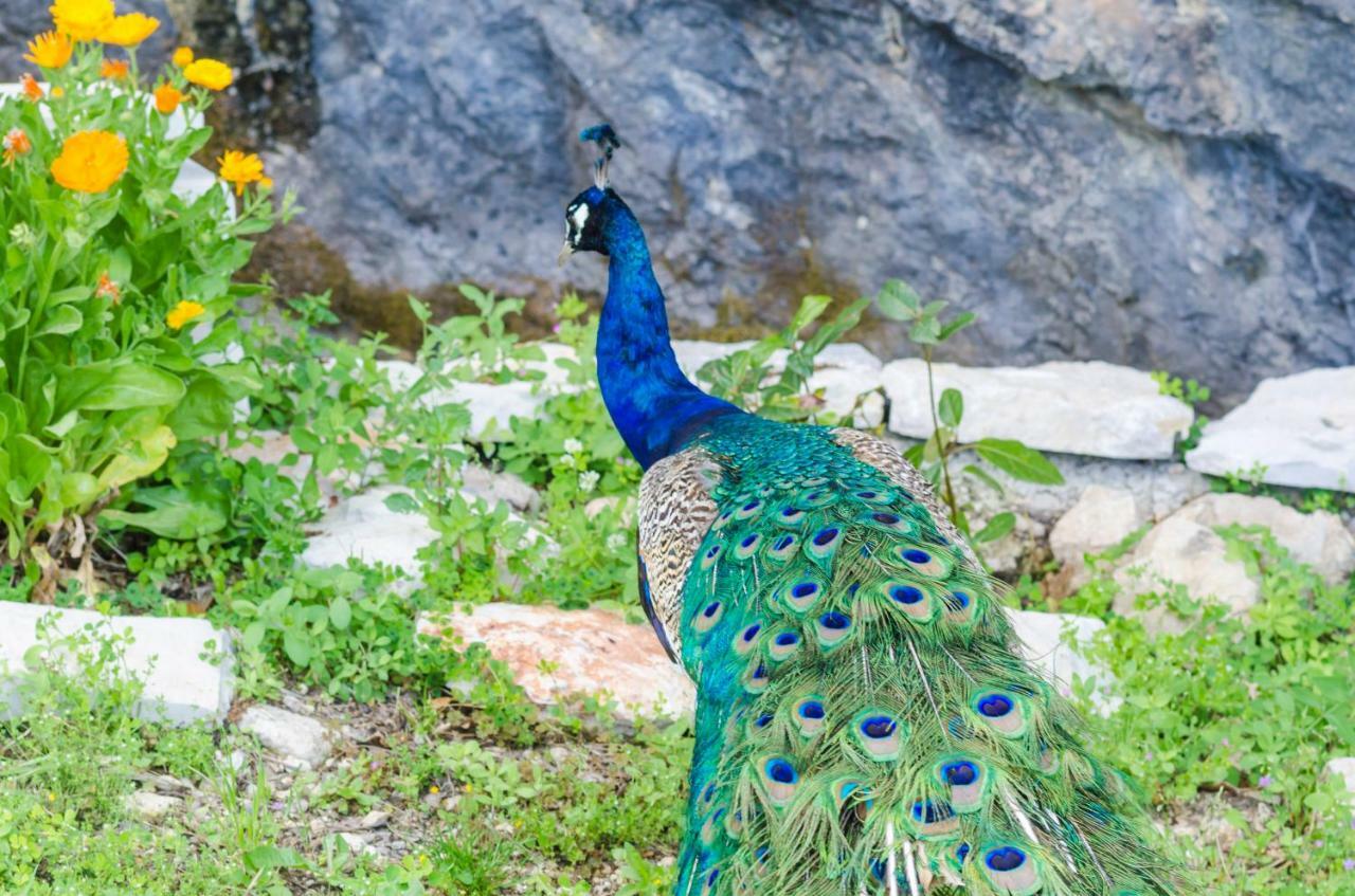 Villa Vrelo Gruda エクステリア 写真