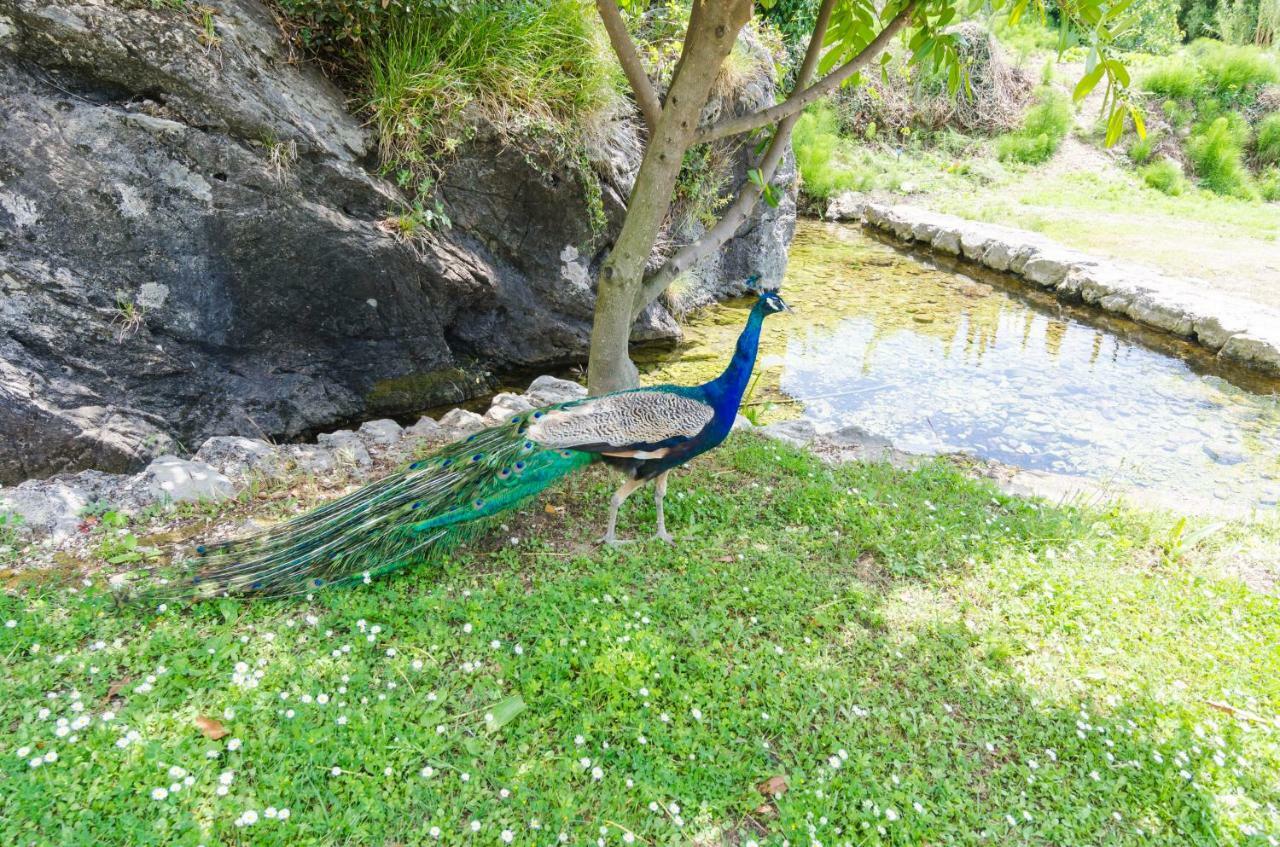Villa Vrelo Gruda エクステリア 写真